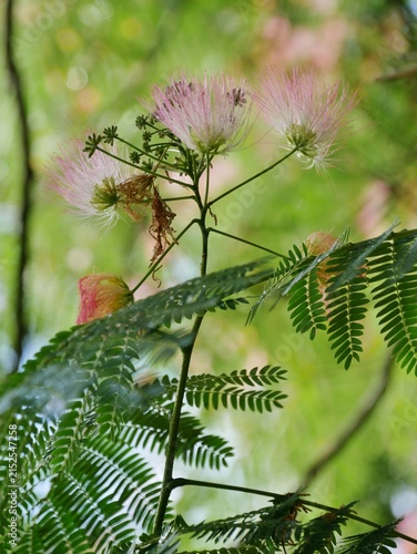 Seidenakazie oder Schlafbaumim Arboretum Ellerhoop