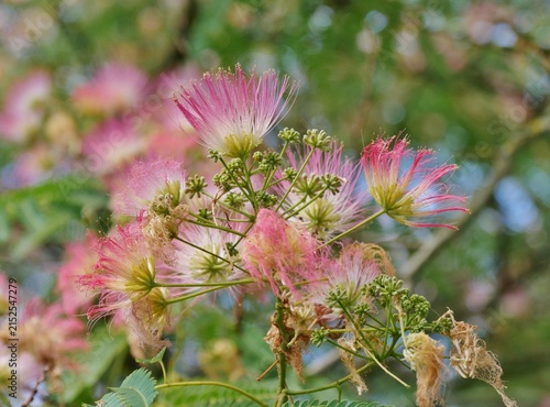Seidenakazie oder Schlafbaumim Arboretum Ellerhoop