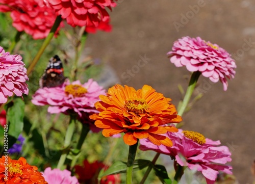 Rosafarbene Zinnie (Zinnia elegans)