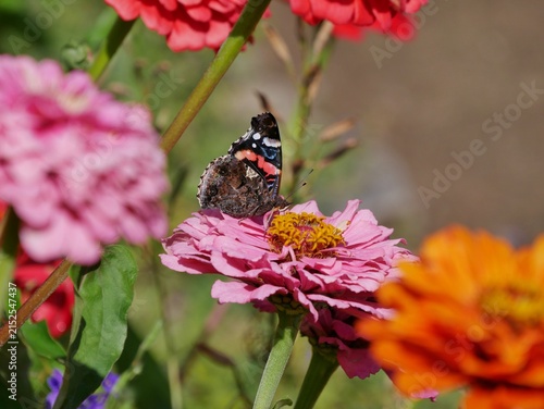 Rosafarbene Zinnie (Zinnia elegans)