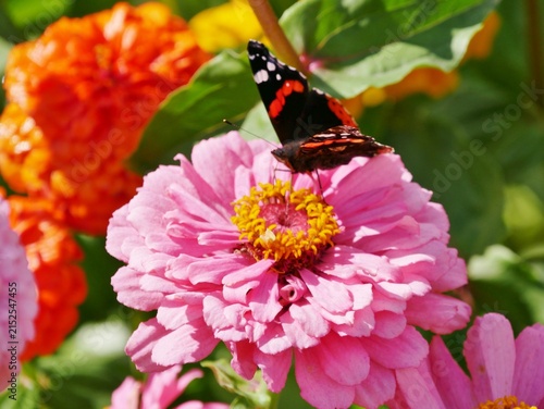 Rosafarbene Zinnie (Zinnia elegans)