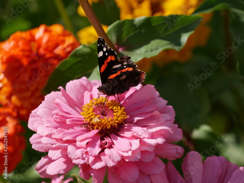 Rosafarbene Zinnie (Zinnia elegans)