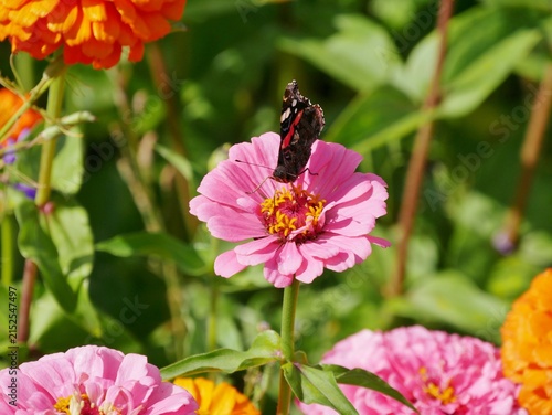 Rosafarbene Zinnie (Zinnia elegans)
