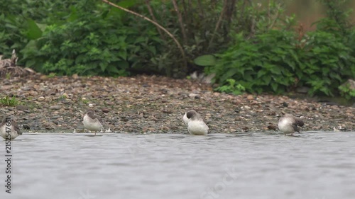 Some spotted redshanks (Tringa erythropus) in winter plumage preening their feathers while some ducks swim past
