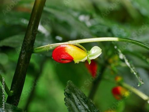 Kongo-Lieschens (Impatiens niamniamensis)
