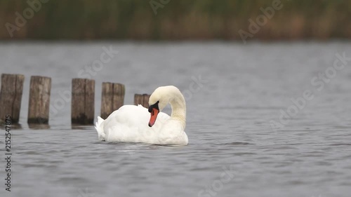 An adult mute swan (Cygnus olor) preening its feathers thorougly