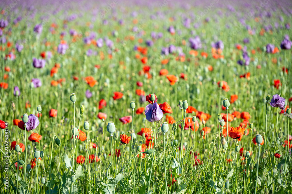 Obraz premium Poppy flowers grow in a field under bright sunlight. Red and purple flowers fill the landscape. Bees and butterflies fly among the flowers. It is a busy time for pollinators.