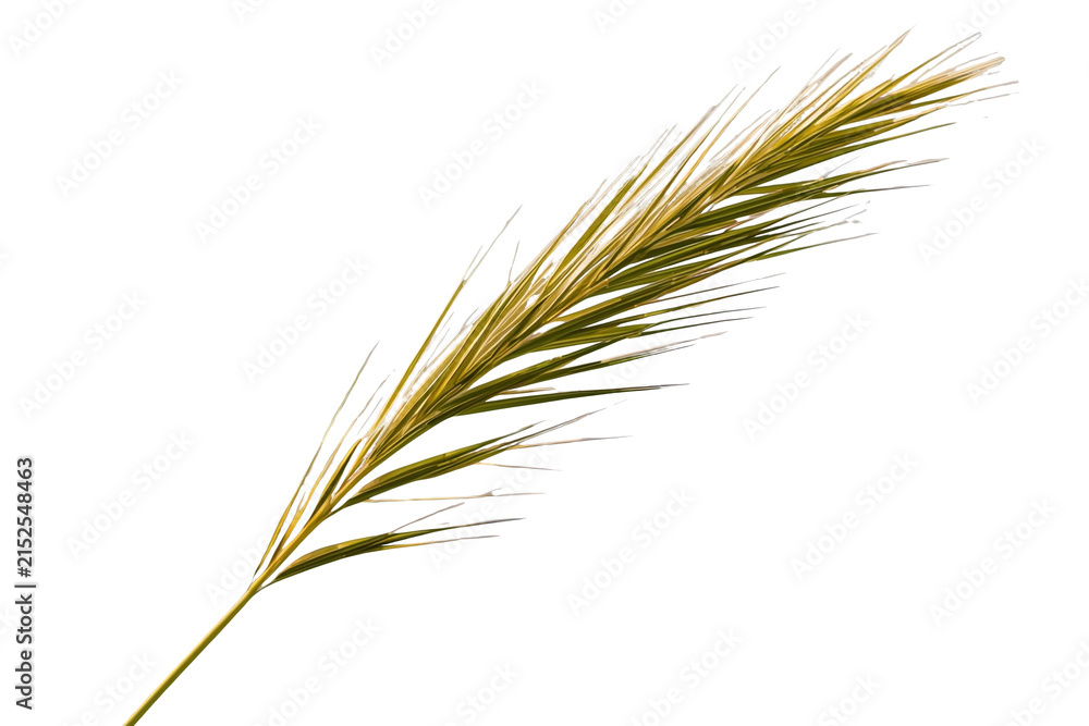 Fototapeta premium Long golden wheat like grain ear with many fine awns