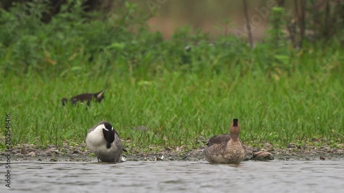 A pair of pintail or northern pintail (Anas acuta) preening their feathers and drinking water while standing in shallow water