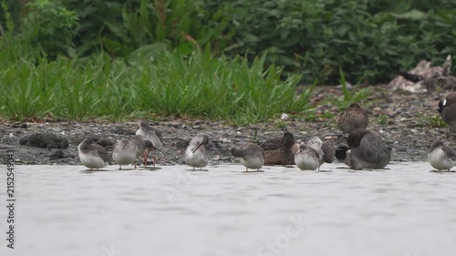 A group of spotted redshank (Tringa erythropus) in winter plumage preening their feathers while standing in shallow water
