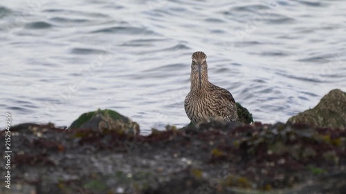 A Eurasian curlew or common curlew (Numenius arquata) in winter plumage standing by the water