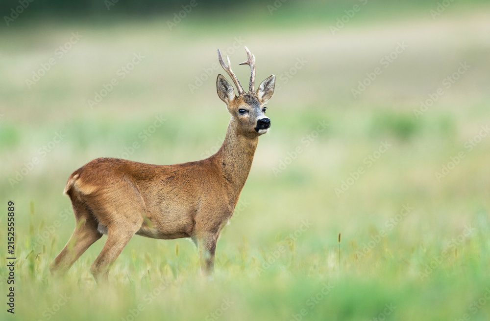 Obraz premium Roe deer male ( Capreolus capreolus )