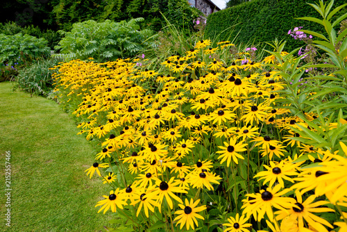 Vibrant Rudbeckia Black-Eyed Susan Herbaceous Border
