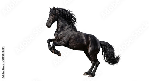 Fotografía Majestic black Friesian horse rearing up with flowing mane and tail