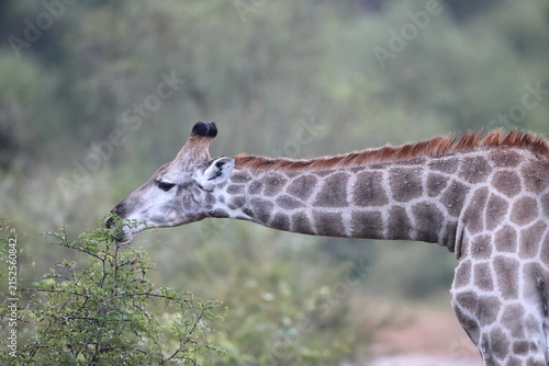 Cuadro en lienzo South African giraffe or Cape giraffe (Giraffa giraffa or Giraffa camelopardalis giraffa) is a species or subspecies of giraffe