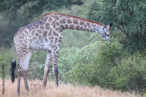 Photography South African giraffe or Cape giraffe (Giraffa giraffa or Giraffa camelopardalis giraffa) is a species or subspecies of giraffe