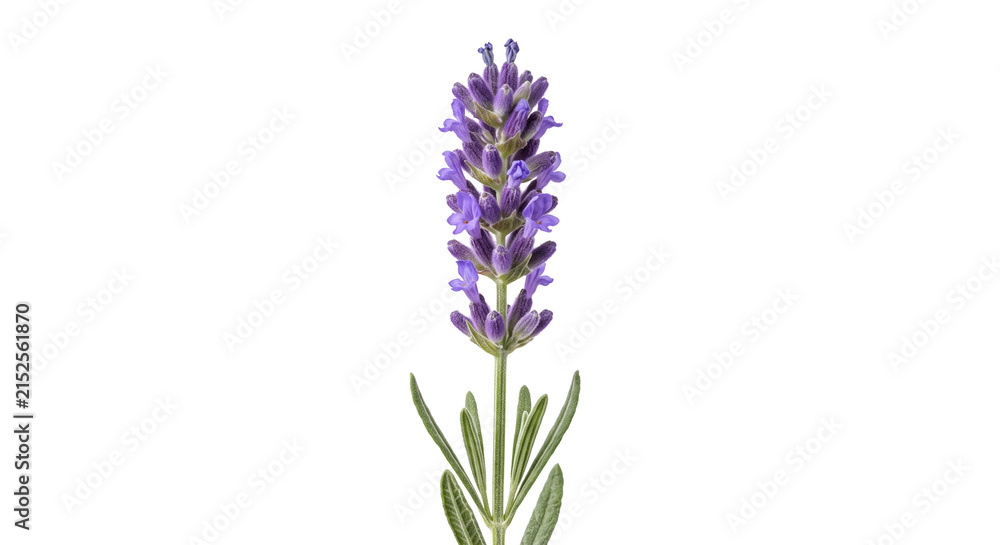 Obraz premium Single stalk of purple lavender flower with green leaves on white background