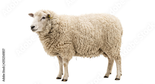 Obraz na płótnie A fluffy white sheep stands isolated on a clean white background, showcasing its