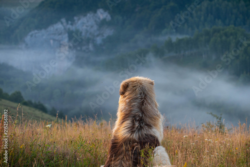 Loyal dog sitting on a hillside overlooking a misty mountain valley at sunrise