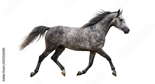 Obraz na płótnie Elegant grey horse with dappled coat galloping gracefully on a white background