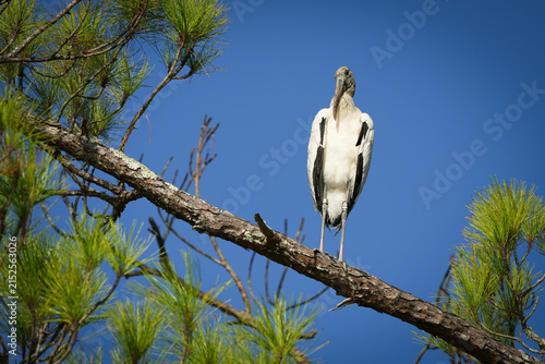фотографія Wood Stork perched on a tree branch