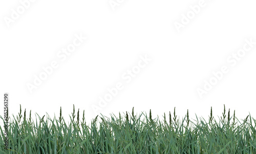 Fresh green wild grass field border cutout element on transparent background PNG file. Ideal for nature, spring, garden, and environmental design projects.