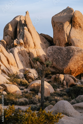 Joshua tree standing among dramatic granite rock formations in warm evening light at Joshua Tree National Park, California