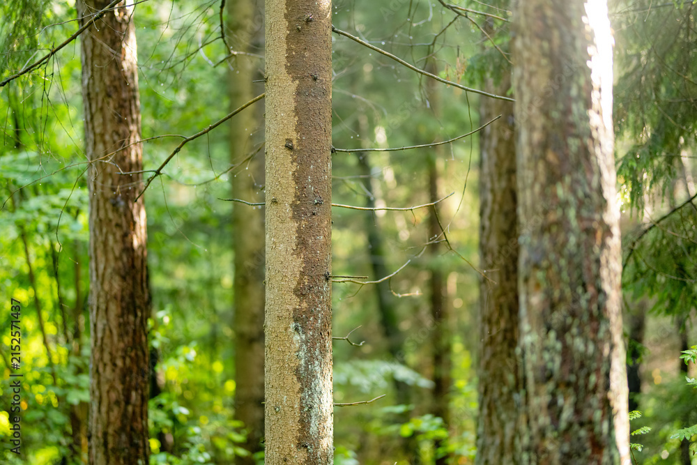 Obraz premium Sunlight filters through a quiet conifer forest with mossy ground and tall straight trees. Peaceful woodland scene creates a fresh natural atmosphere.
