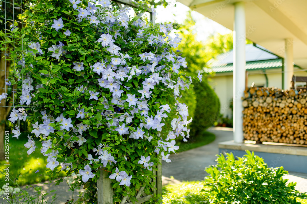 Fototapeta premium Purple clematis flowers climb over wooden garden trellis surrounded by lush green foliage in summer. Abundant flowering vine creates romantic cottage garden atmosphere and natural decoration.