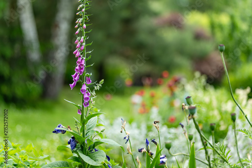 Картината върху платно Tall purple foxglove blooms with bell-shaped flowers among lush greenery in a summer garden