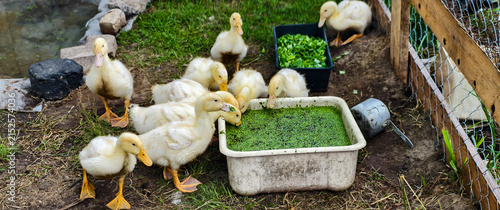 Group of small yellow ducklings gathered around plastic containers, actively eating fresh green duckweed and other feed on a dirty grass and soil ground in a rural farm setting