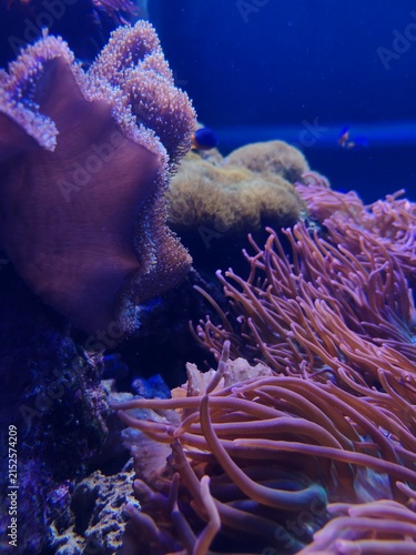 Colorful underwater reef with coral, sponge, seaweed, sandy seabed and neon tropical fish in a vibrant marine ecosystem