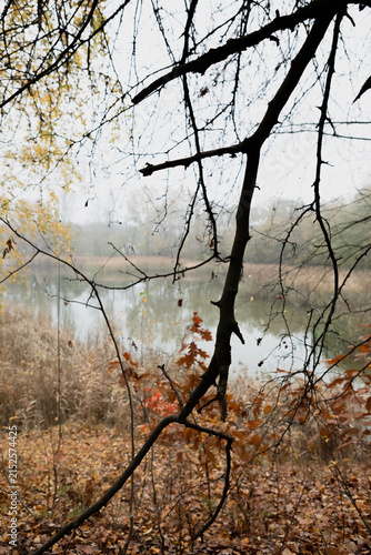 Bare tree branches by the lake in autumn colors with fog in the background