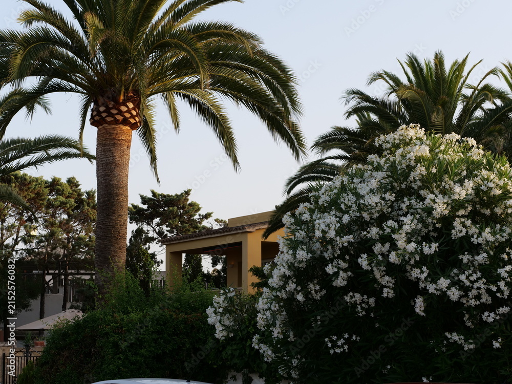 Fototapeta premium Tropical Palm Tree and Blooming Oleander