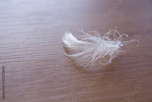 Konstfotografi Delicate white feather