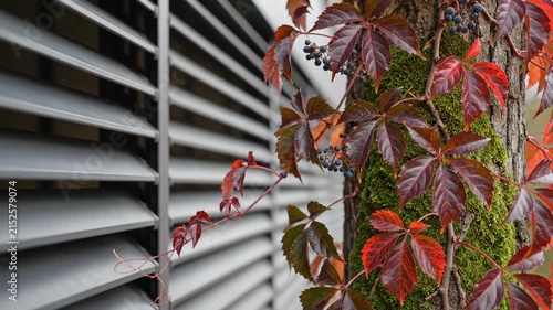 Autumn Red Leaves and Blue Berries on Mossy Tree Trunk with Grey Metal Shutters Background.