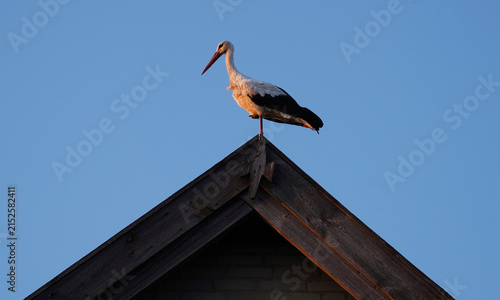 Obraz na płótnie White stork on a roof in the warm light of the setting sun.