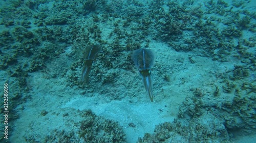 A squid underwater in Puerto Rico