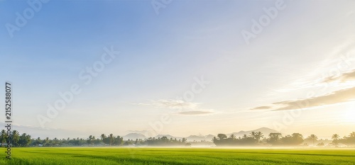 Misty green rice field at sunrise with mountains in the background