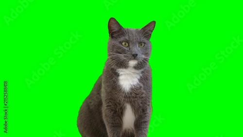 Bild auf Leinwand Cute grey cat looking away on green screen background