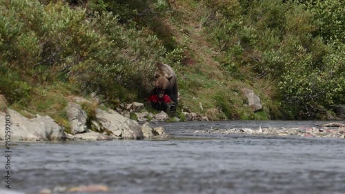 A brown bear fishing for salmon in Alaska 