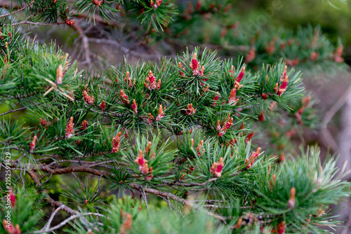 Pine branch with fresh male and female cones in spring, close-up