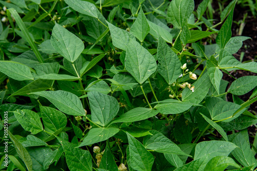 Green bean plants with white flowers and young pods in a garden