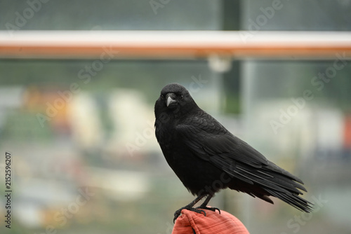 Close-up of a black crow perched on a red railing in an urban environment, with detailed dark plumage and a softly blurred city background.