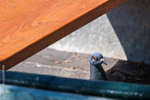 A rock pigeon peeks from inside a traditional wooden rowing boat, with a wooden bench and floor visible in bright sunlight, creating an atmospheric wildlife scene.