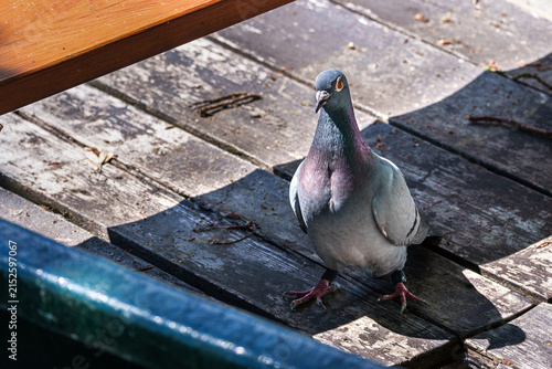 A rock pigeon stands on the weathered wooden floor of a traditional rowing boat, surrounded by wooden benches and illuminated by bright natural sunlight.