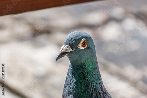 Close-up portrait of a rock pigeon showing its detailed gray plumage, iridescent green and purple neck feathers and distinctive orange eye in natural light.