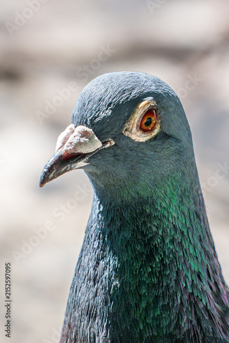 Cuadro en lienzo Extreme close-up portrait of a rock pigeon highlighting its orange eye, textured gray head, pale beak and shimmering green and purple iridescent neck feathers