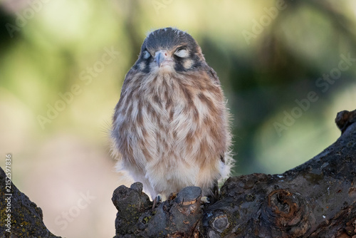 фотографія Female American kestrel fledgling (Falco sparverius) perched with eyes closed, puffed up on lichen-covered bark stump