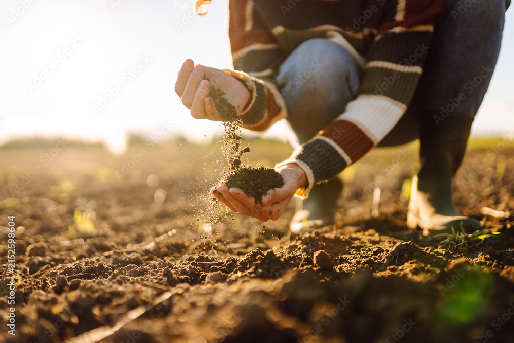 Fototapeta premium Close-up of female farmer checking the soil quality in a field. An agronomist works in the field before sowing at sunset. Concepts of farming and ecology.